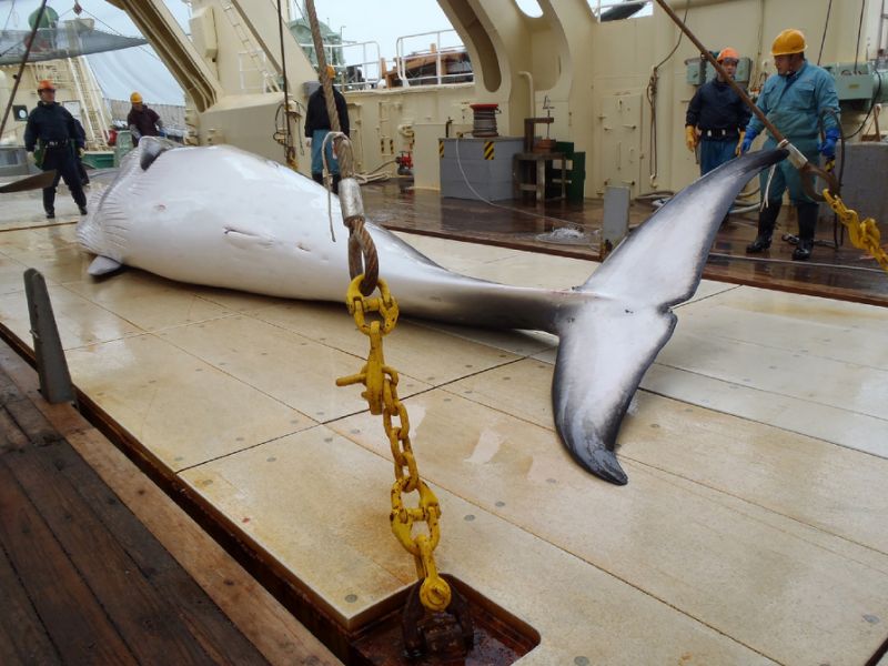 Borzalmas : Terhes bálnákat gyilkolnak le Norvégiában – állítják állatvédő csoportok