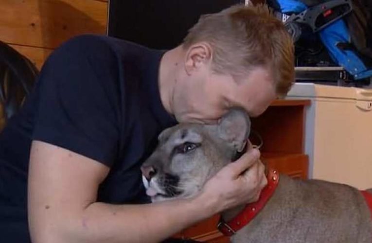 Lengyel Rambo: egy afganisztáni veterán a pumájával(!!!) bevette magát a Katowice melletti erdőségbe, mert el akarták tőle kobozni az állatot