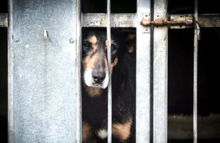 Félő, hogy újra el kell altatni az Illatos úti gazdátlan kutyákat Karácsony szerencsétlenkedése miatt