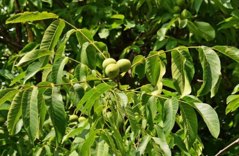 Miért éppen diófákat kell ültetnünk?