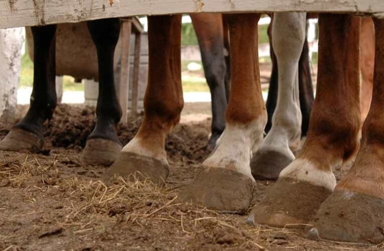 Dr. Bene Gábor: Kilóg a lóláb – Mióta is van a szélsőjobb hatalmon hazánkban?