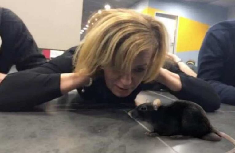 MJB: Meddig eszi még Bangóné hazánkban a patkányai kenyerét? – Meddig…?