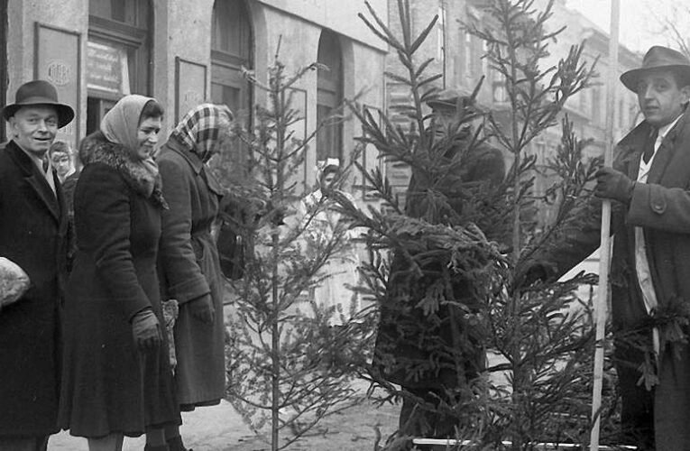 Ó, vörös fenyő, ó vörös fenyő…