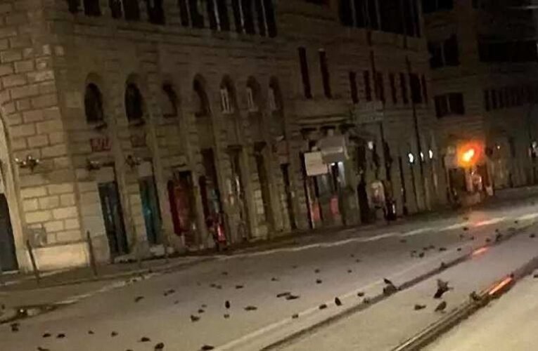 Madarak százai pusztultak el Róma belvárosában a tűzijátékok miatt