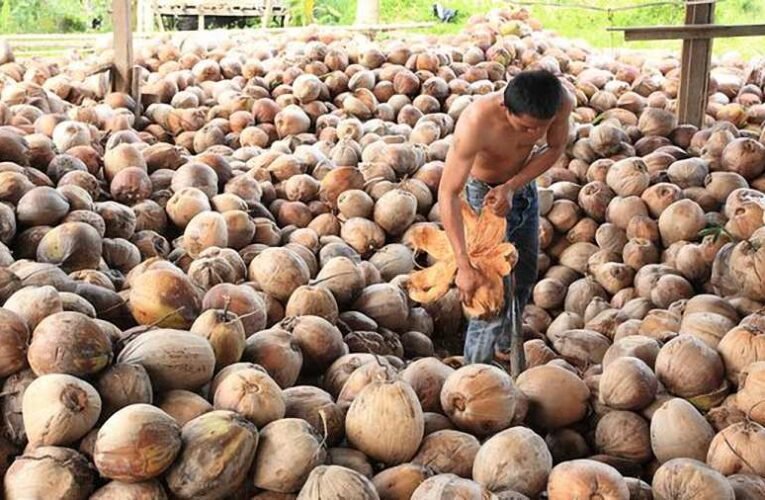 Mayer Gábor: Koprakészítők