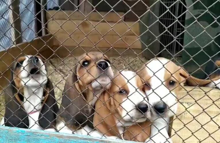 Na, ezért kell keményebben fellépni az állatkínzókkal szemben