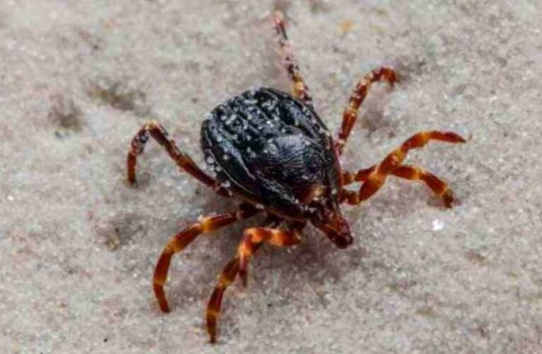 Horrorkullancs Magyarországon: az új vérszívó üldözőbe veszi az áldozatát, az embereket is megtámadja, halálos betegséget okozhat