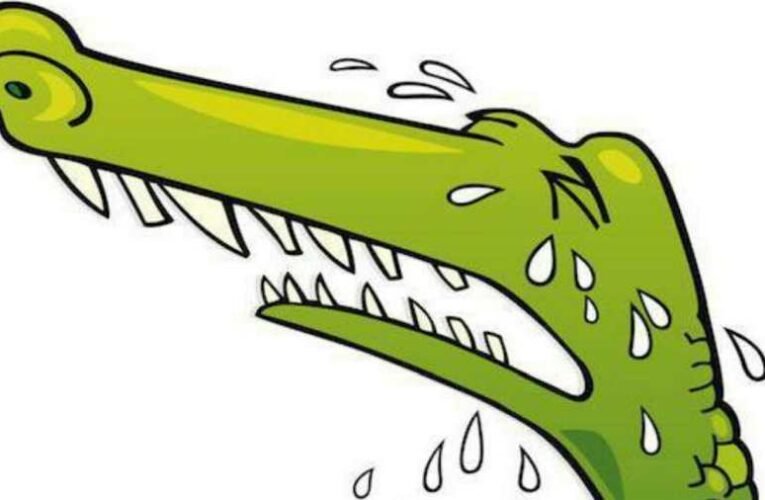 Mayer Gábor: Krokodilkönnyek