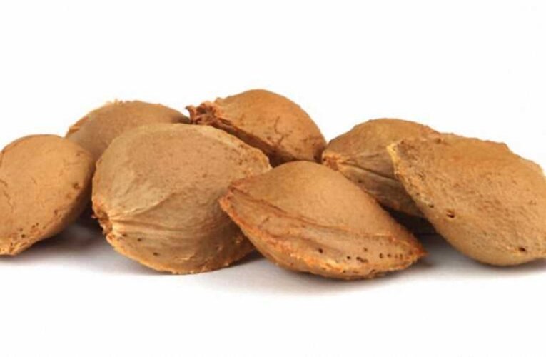 Mayer Gábor: Barackmag