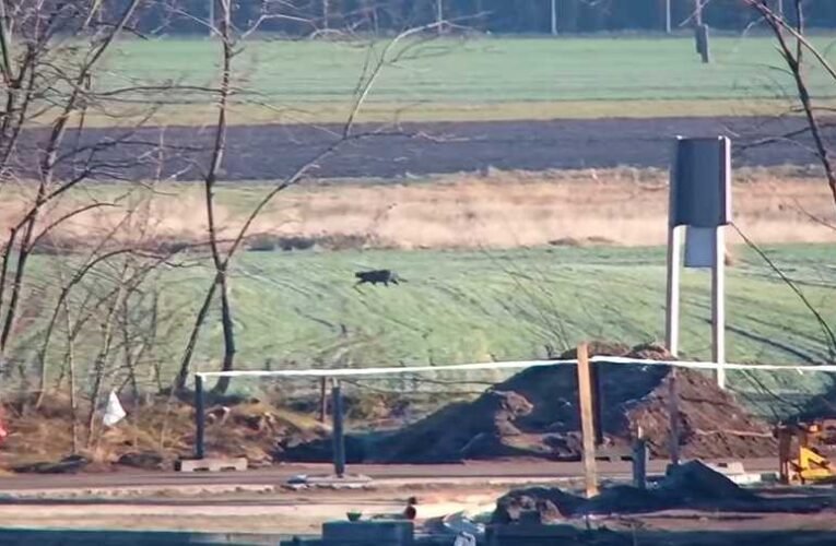 Szolnoknál sikerült videóra venni a fekete párducot 📺