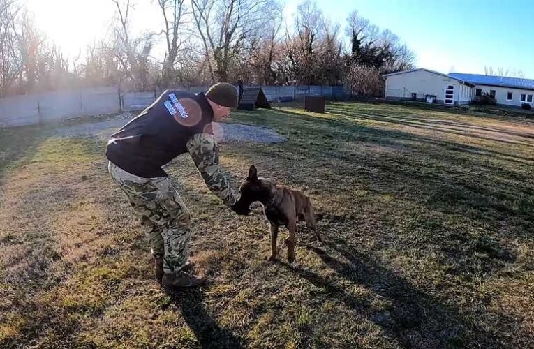 Bántalmazott kutyát vett magához és képez ki robbanóanyag-kereső kutyává a Magyar Honvédség 📺