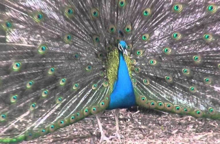 Csikós Sándor: Ukrajna nemzetközi határairól – Budapesti Memorandum II. (felvetés és válasz)