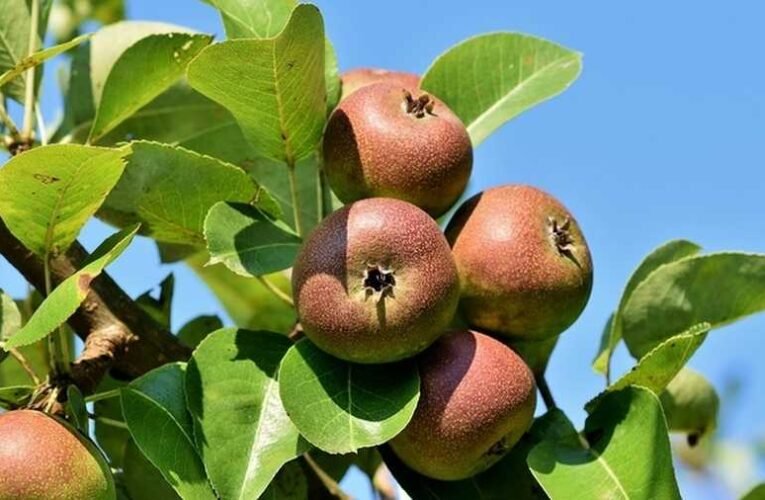 Ez is hazaárulás: Osztrák kézre került a pórszombati génbank! – Örökre eltűnhetnek az eredeti magyar gyümölcsfajták