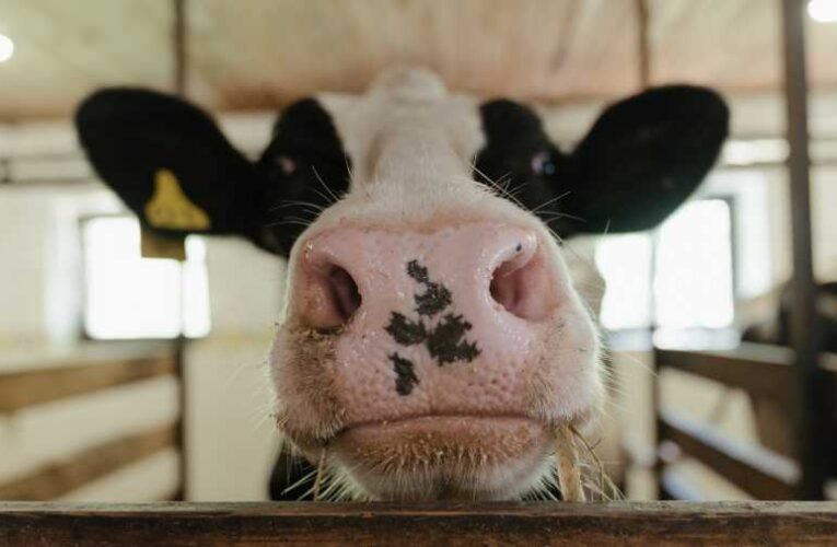 Szent István Légiója Közösség: A britek trágyával oldanák meg a fűtést