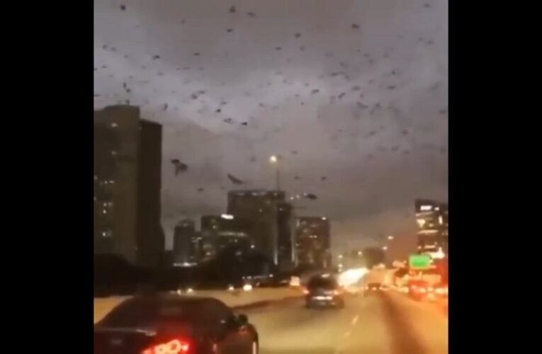 Hitchcocki jelenetek Kijevben: hatalmas varjúinvázió a városban – a baj előhírnökei (videó)