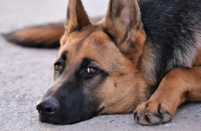 A kutyák már 32 perce harcoltak egymással, amikor a hatósági intézkedés véget vetett a viadalnak