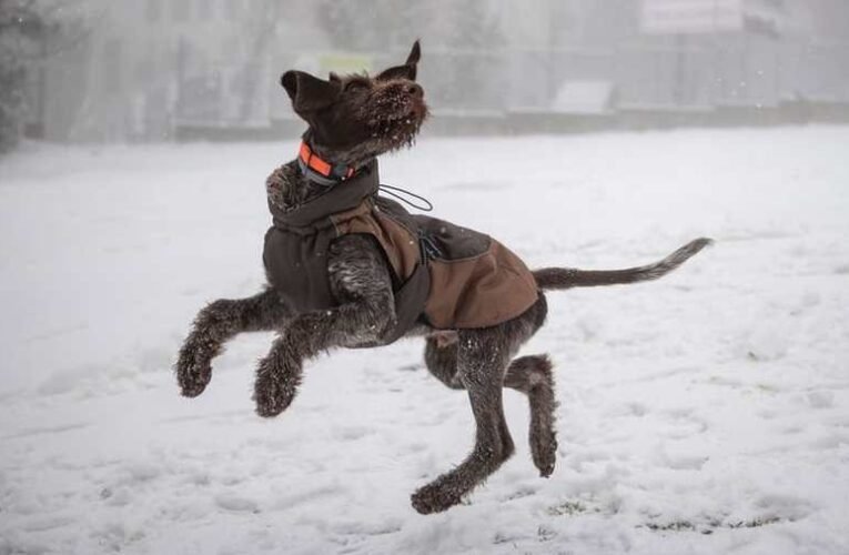 Bayer a kanadai kutyák sanyarú sorsáról és a harangszómentes falvakról (videóval)
