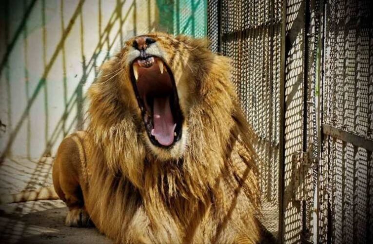 Saját gazdáját marcangolta szét egy oroszlán Szlovákiában