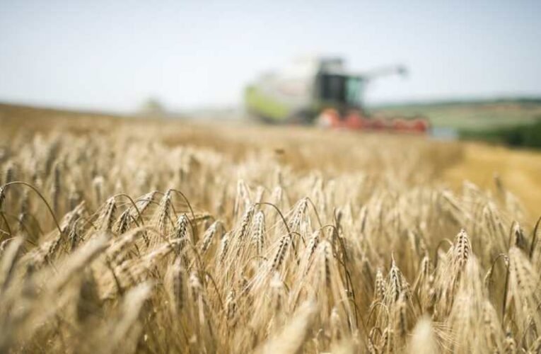 Lengyelország kijelentette, az ukrán gabona 35%-a káros anyagokat tartalmaz