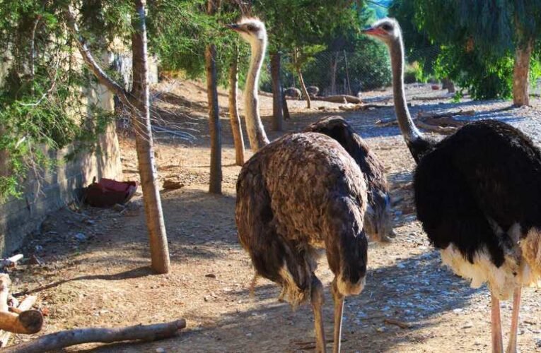 Struccfarmmal álcázták az indiaikender-ültetvényt, vádat emeltek ellenük