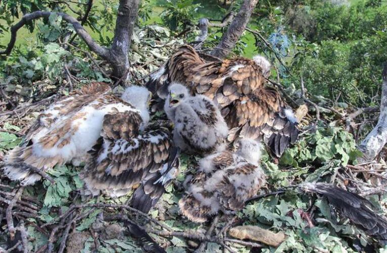 Parlagi sasok neveltek fel egy egerészölyv-fiókát a Dél-Alföldön