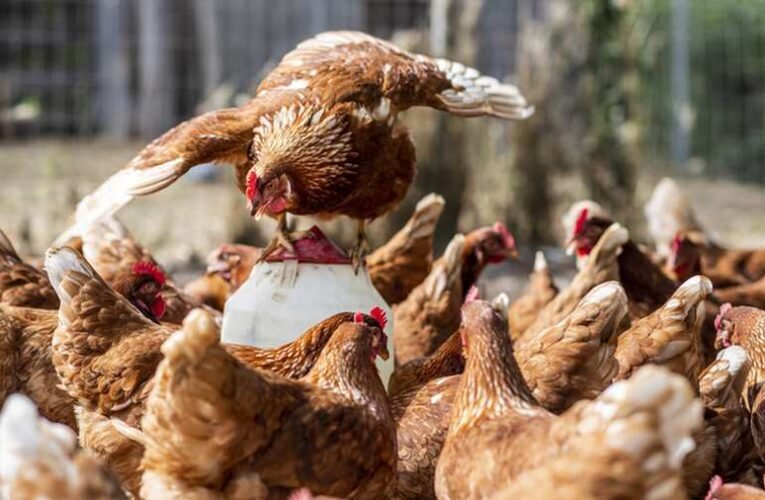 A gabona útán itt az újabb: az ukrán csirke is fenyegeti az uniós termelőket