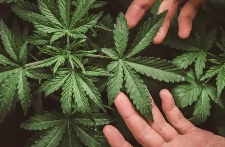 Ukrajna legalizálja a kannabiszt a katonaság számára