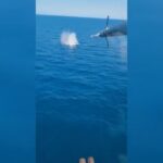 ukran dronok megsemmisítes a fekete tengeren