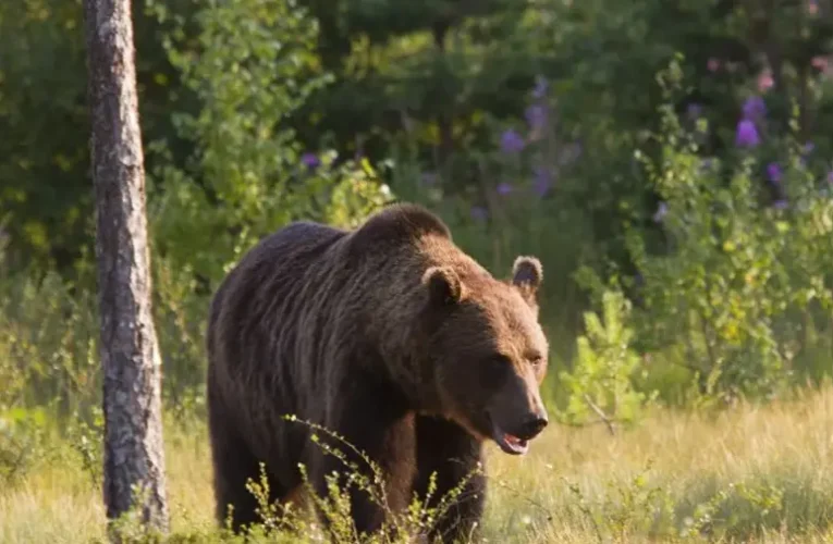 Magyarországon ölt a medve – példátlan támadás történt Hajdú-Bihar vármegyében