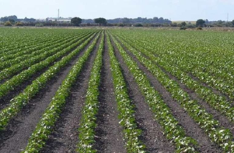 Bene Gábor: Napi jegyzet a valóban „zöldítő” teremtésvédelemről
