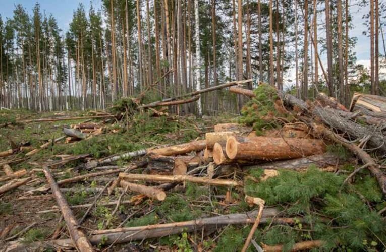 Erdőirtásba kezdtek az ukránok Kárpátalján – Európa egyik utolsó őserdejének estek neki