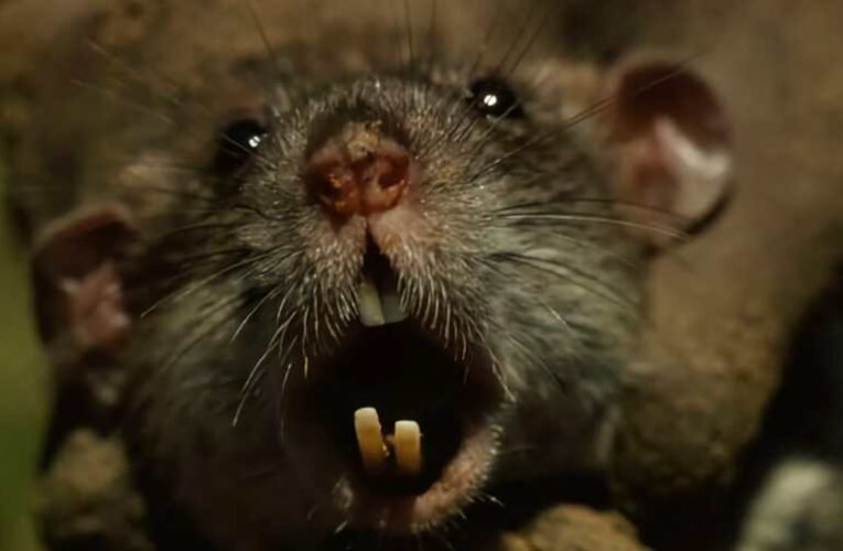 Patkányinvázió: már a lakásokba is bejárnak a kártevők