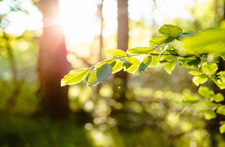 Május csodái… „ezer nép híven zengi ma…”