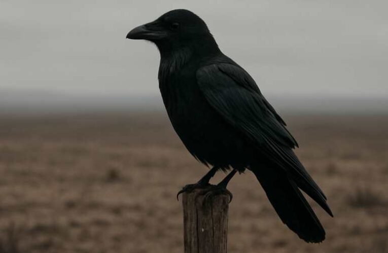 Cs. Szabó Béla: A karón varjú