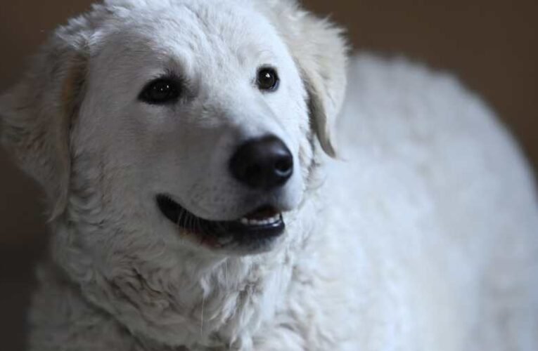 Az extrém hideg komoly veszélyt jelent a kutyák számára is